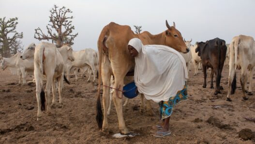 Life in Ruga: The Struggles of Fulani Communities Facing Discrimination